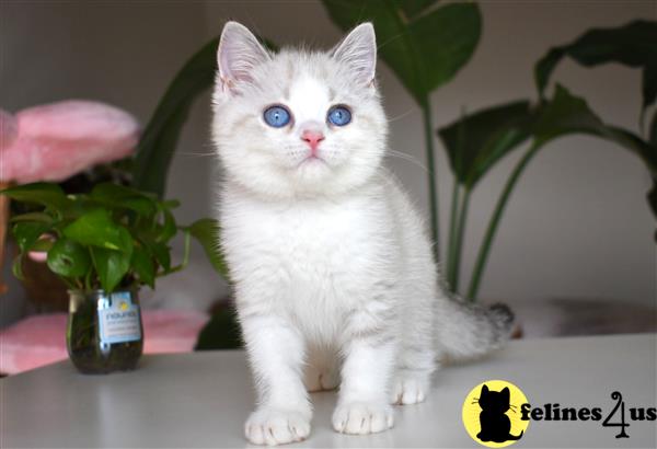 thechubbyfacedcat Picture 2